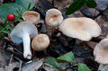 Hygrophorus arbustivus